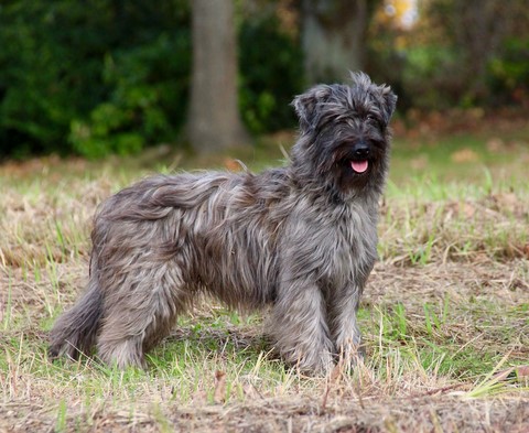 Mayou du rêve à la ralité