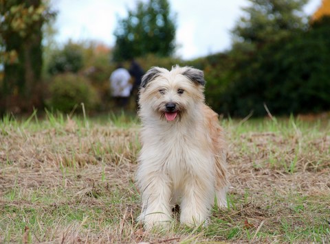 Mendi de ours dorés